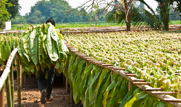tobacco farming